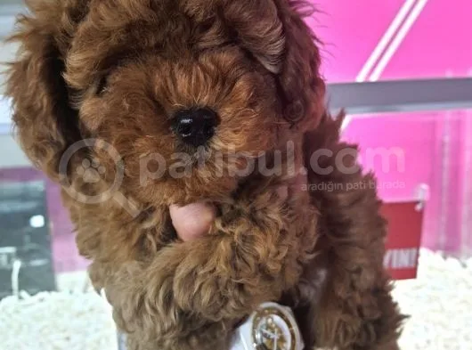 Safkan Poodle Yavrularımız