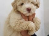 Maltipoo Yavrularımız Yeni Ailesini Beklemekte