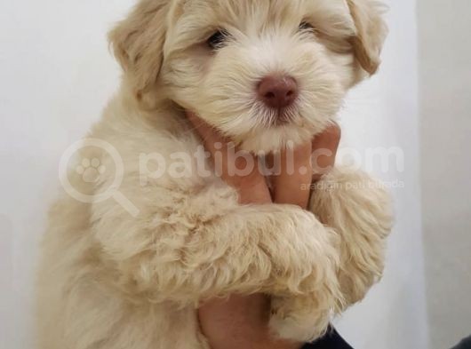 Maltipoo Yavrularımız Yeni Ailesini Beklemekte görsel
