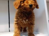 2.5 Aylik Pasaportlu Red Poodle