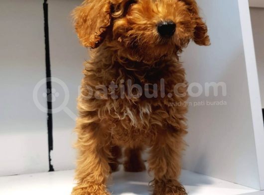 2.5 Aylik Pasaportlu Red Poodle görsel