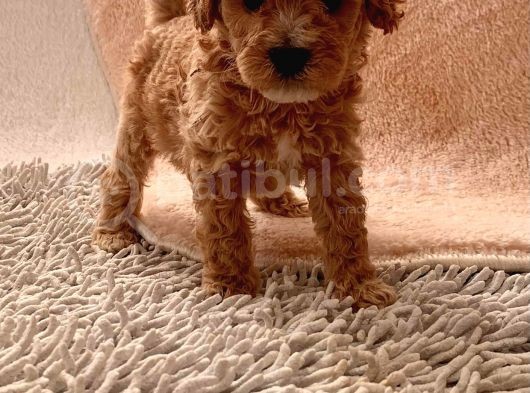 Toy Poodle Oğlumuz Geldi̇ görsel