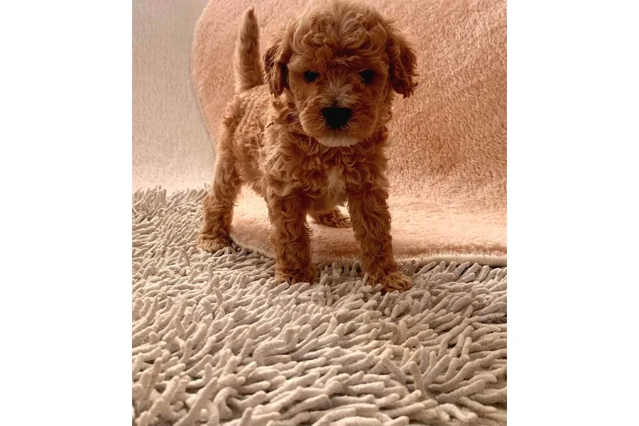 Toy Poodle Oğlumuz Geldi̇
