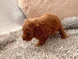 Günü Gelen Aşilari Yapilmiş Red Poodle