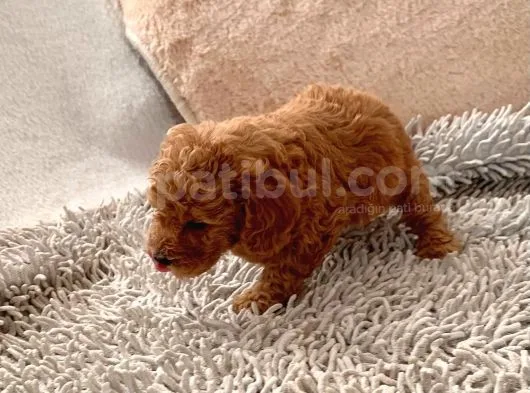 Günü Gelen Aşilari Yapilmiş Red Poodle