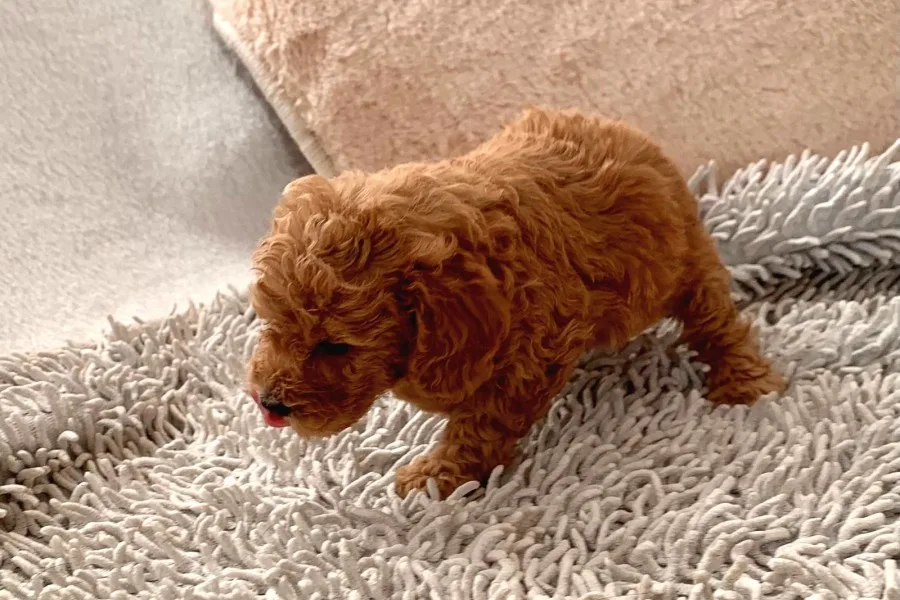 Günü Gelen Aşilari Yapilmiş Red Poodle