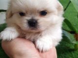 Ailenizin Minik Üyesi Maltese