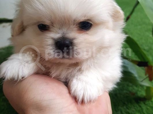 Ailenizin Minik Üyesi Maltese görsel