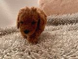 Günü Gelen Aşilari Yapilmiş Red Poodle