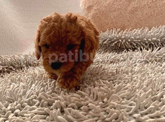 Günü Gelen Aşilari Yapilmiş Red Poodle görsel