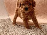 Ailenizin Minik Üyesi Toy Poodle