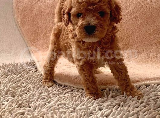 Ailenizin Minik Üyesi Toy Poodle görsel