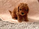 Günü Gelen Aşilari Yapilmiş Red Poodle