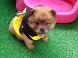 Chow Chow (Çin Aslanı) Yavruları