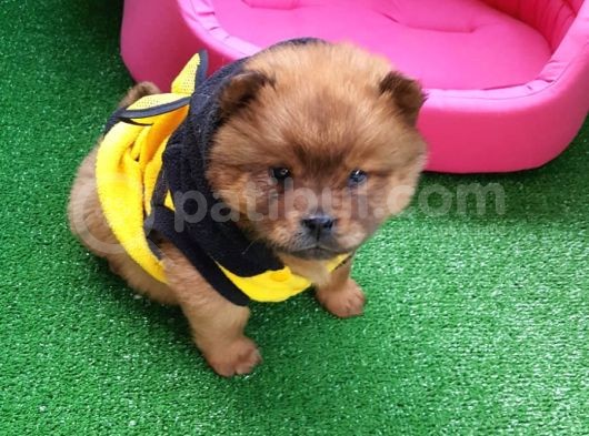 Chow Chow (Çin Aslanı) Yavruları görsel