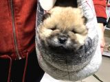 Chow Chow (Çin Aslanı) Yavruları