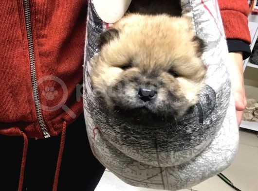 Chow Chow (Çin Aslanı) Yavruları görsel