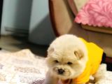 Chow Chow (Çin Aslanı) Yavruları
