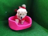 Chow Chow (Çin Aslanı) Yavruları