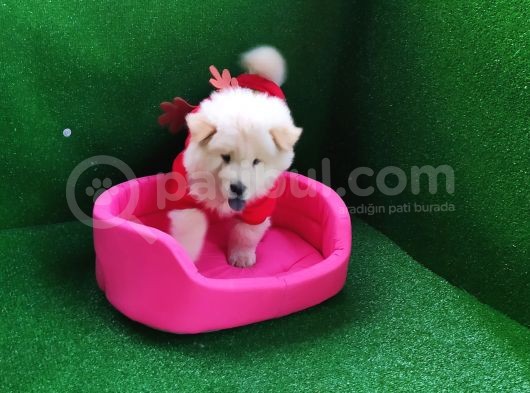 Chow Chow (Çin Aslanı) Yavruları görsel