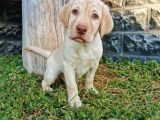Fci Şecereli Şampanya Labrador Yavrularımız