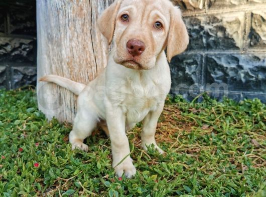 Fci Şecereli Şampanya Labrador Yavrularımız görsel