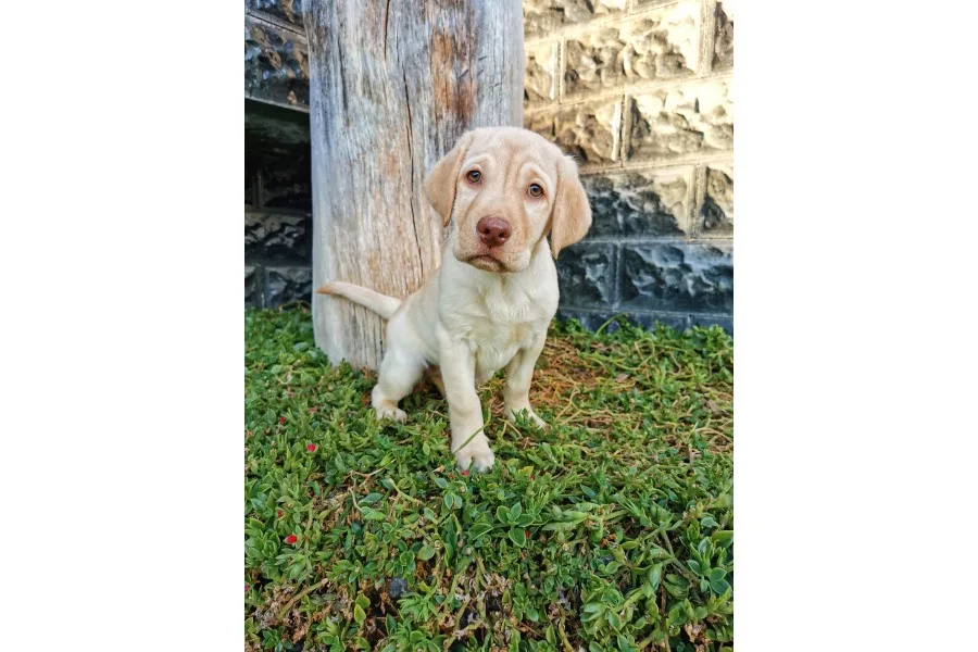 Fci Şecereli Şampanya Labrador Yavrularımız