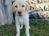 Fci Şecereli Şampanya Labrador Yavrularımız
