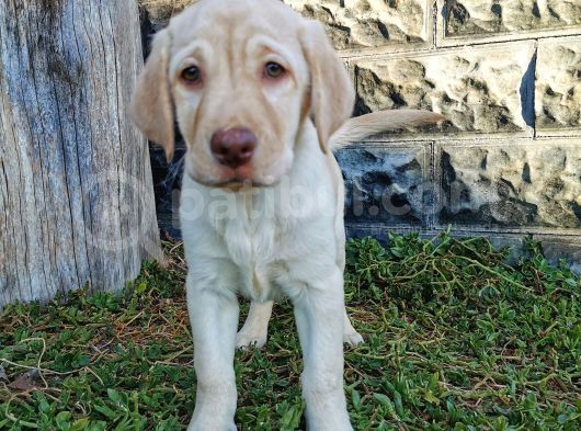 Fci Şecereli Şampanya Labrador Yavrularımız görsel