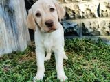 Fci Şecereli Şampanya Labrador Yavrularımız