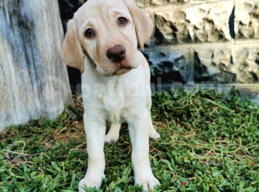 Fci Şecereli Şampanya Labrador Yavrularımız görsel
