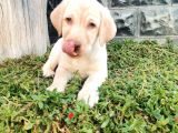 Fci Şecereli Şampanya Labrador Yavrularımız