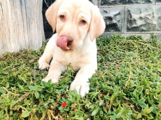 Fci Şecereli Şampanya Labrador Yavrularımız görsel