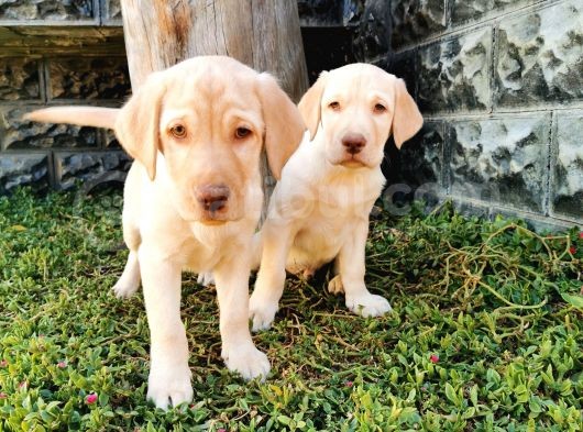 Fci Şecereli Şampanya Labrador Yavrularımız görsel