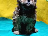 Antialerjik Tüy Yapısına Sahip Toy Poodle Yavrular