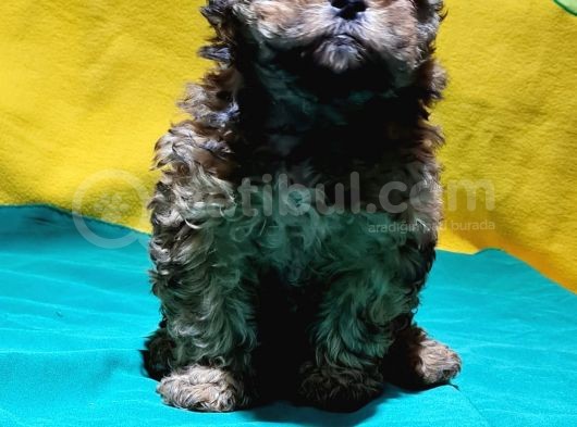 Antialerjik Tüy Yapısına Sahip Toy Poodle Yavrular görsel