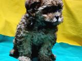 Antialerjik Tüy Yapısına Sahip Toy Poodle Yavrular