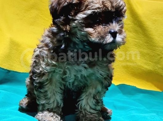 Antialerjik Tüy Yapısına Sahip Toy Poodle Yavrular görsel