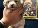 Irk Garantili Maltipoo Yavrular