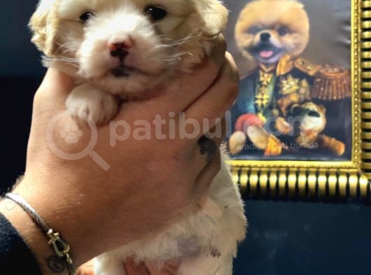 Irk Garantili Maltipoo Yavrular görsel