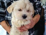 Güzeller Güzeli Maltipoo Kızımız