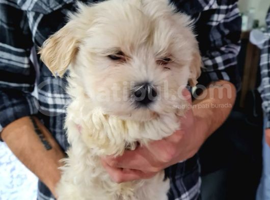 Güzeller Güzeli Maltipoo Kızımız görsel
