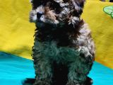 Antialerjik Tüy Yapısına Sahip Toy Poodle Yavrular