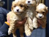 Sağlık Garantili 2.5 Aylık Maltipoo Yavrular
