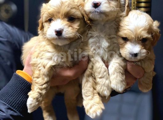 Sağlık Garantili 2.5 Aylık Maltipoo Yavrular görsel