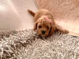 Ailenizin Minik Üyesi Toy Poodle