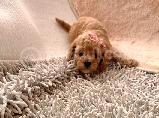Ailenizin Minik Üyesi Toy Poodle görsel