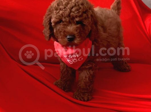 Antialerjik Tüy Yapısına Sahip Toy Poodle Yavrular görsel