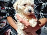 Pet Egitimli Maltipoo Yavrular