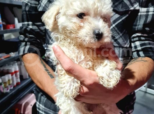 Pet Egitimli Maltipoo Yavrular görsel